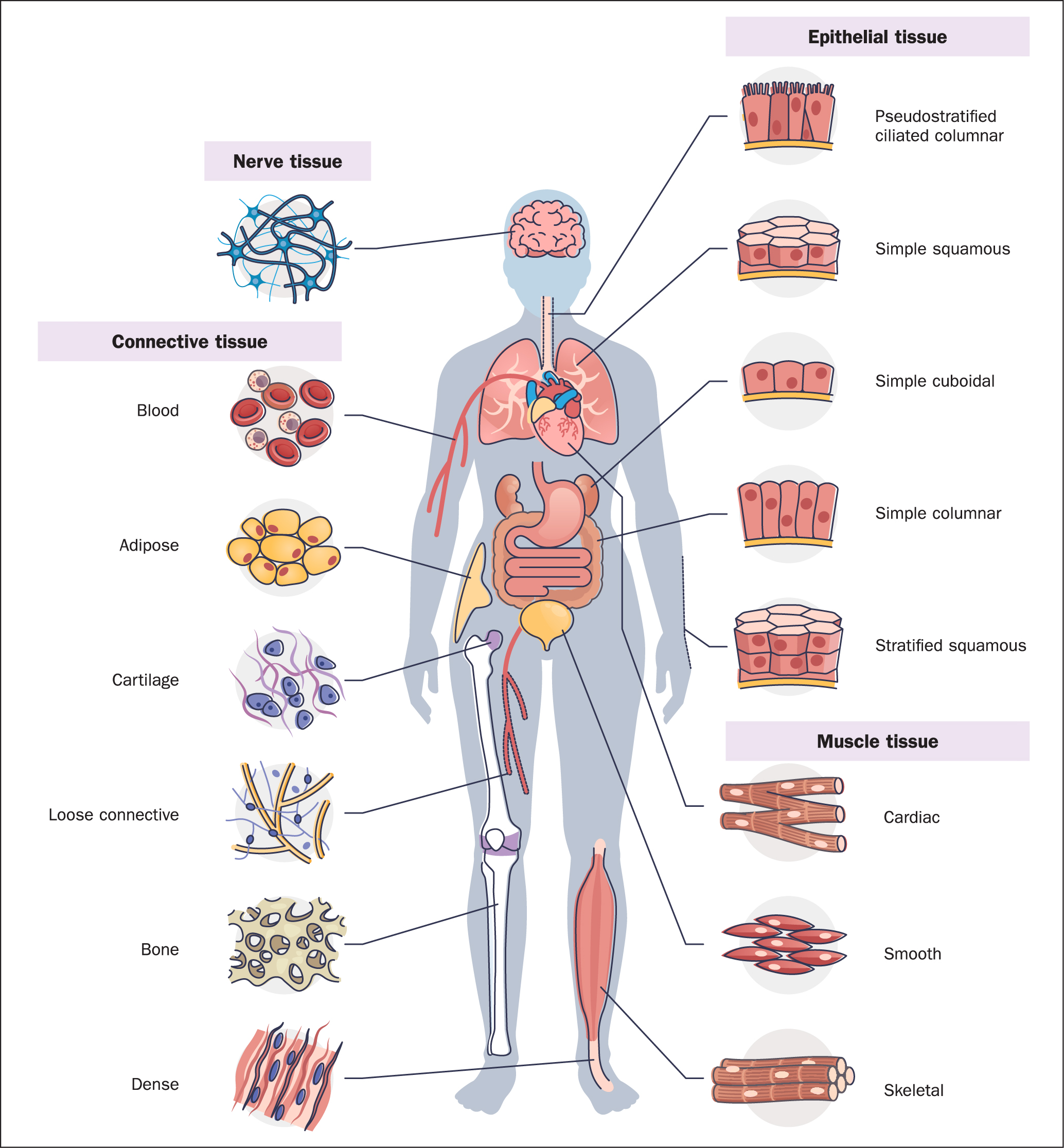 Classification of Connective Tissues